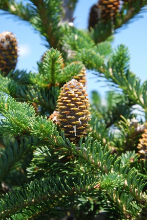 Branches of a pine with conesの写真素材