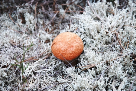 mushroomsの写真素材