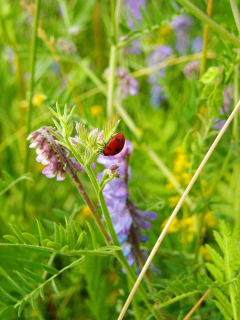 Ladybug