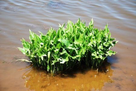Reeds at the shore of a lake in autumnの写真素材
