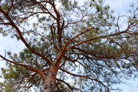 pine tree