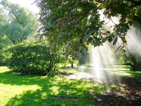 sun ray in the parkの写真素材