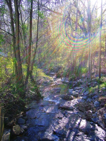 stream in the forestの写真素材