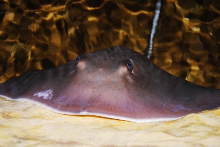 stingrayの写真素材