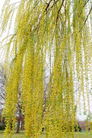              spring willow branches                 の写真素材