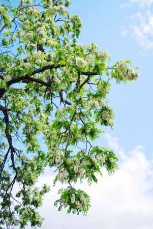 acaciaの写真素材