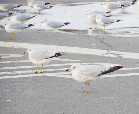 seagullの写真素材