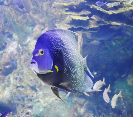 aquarium fish