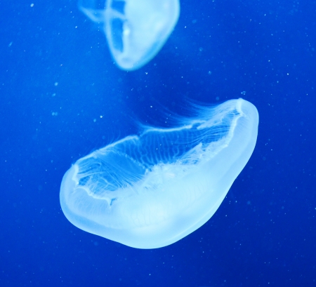 Group of light blue jellyfishの写真素材