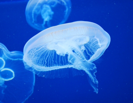 Group of light blue jellyfishの写真素材