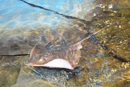 stingray