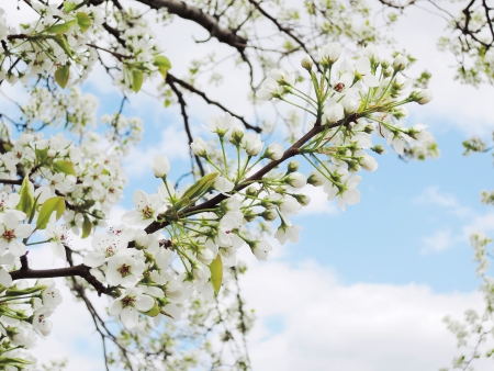 cherry blossomの写真素材
