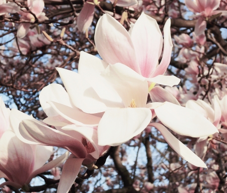 magnolia tree blossomの写真素材
