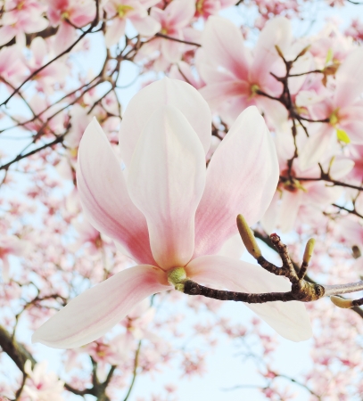magnolia tree blossomの写真素材