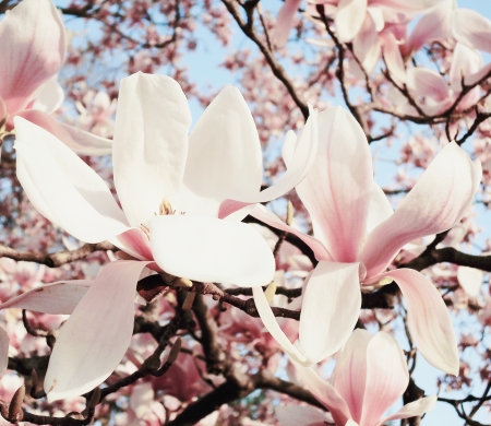 magnolia tree blossomの写真素材