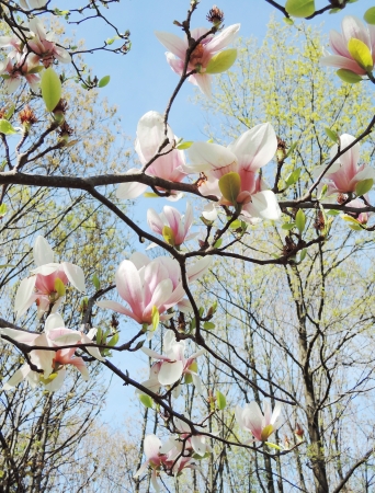 magnolia tree blossomの写真素材