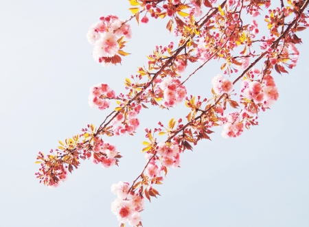 Japanese cherry blossom in spring