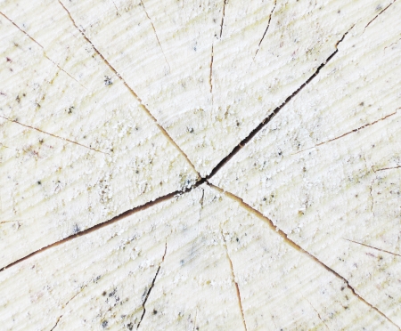 tree circle textureの写真素材