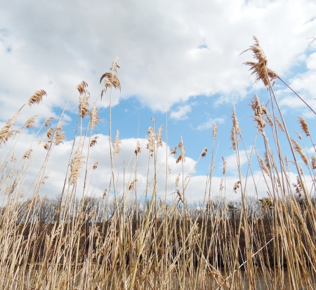 Dry grass on blue skyの写真素材