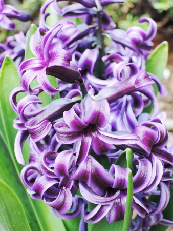 blue hyacinthsの写真素材