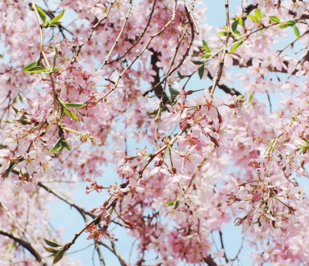 Japanese cherry blossom in springの写真素材