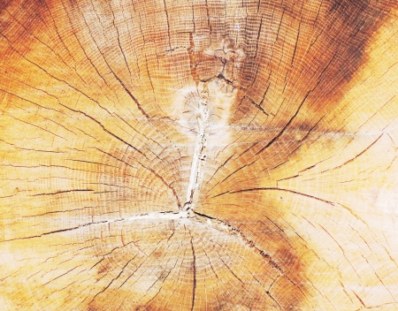 circle tree texture