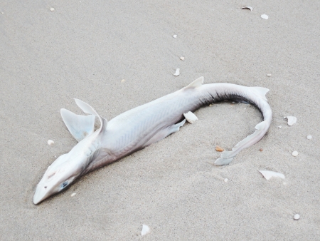 Dead shark