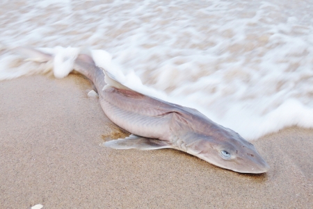 sharkの写真素材