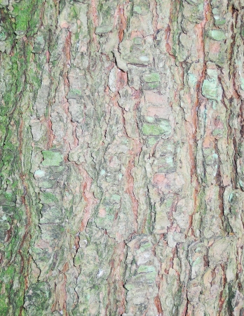 tree bark texture