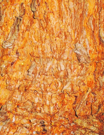 red tree bark textureの写真素材