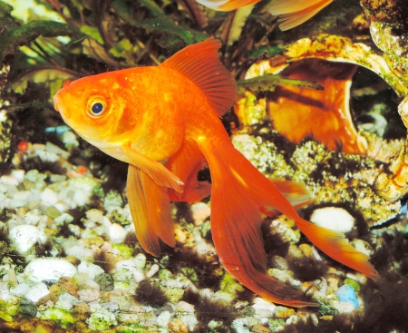 Goldfishの写真素材