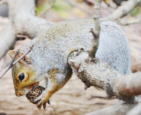 Red squirrelの写真素材