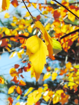 autumn branches