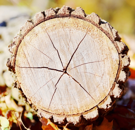 Stump of a freshly cut treeの写真素材