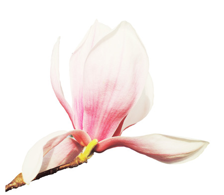  isolated magnolia         の写真素材