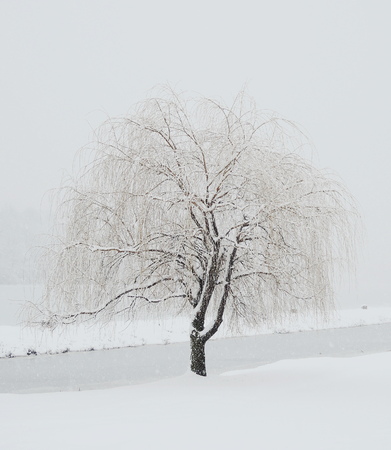 willow winter treeの写真素材