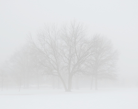 misty treeの写真素材