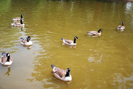 wild geeseの写真素材