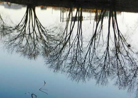 trees reflection on rippled water surfaceの写真素材