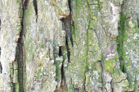 tree bark texture