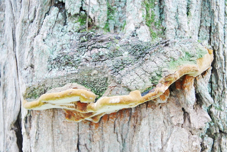 mushroom