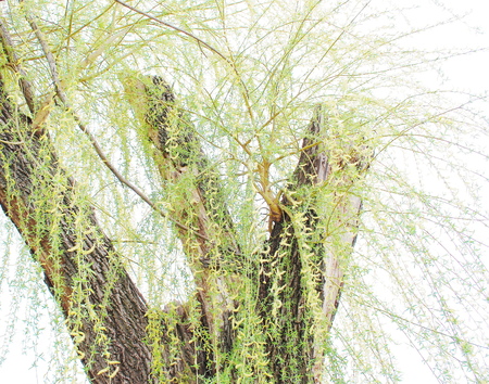willow treeの写真素材