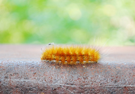 caterpillarの写真素材