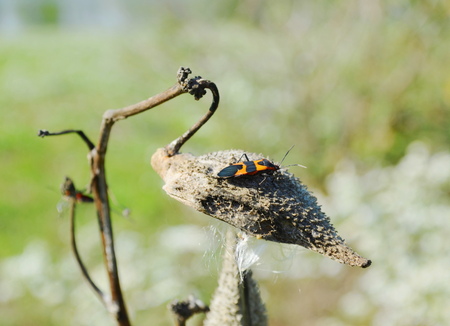Milkweed bug