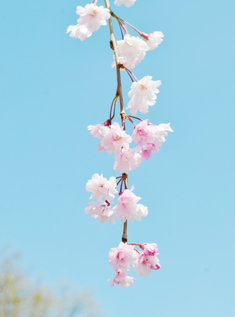 sakura blossomの写真素材