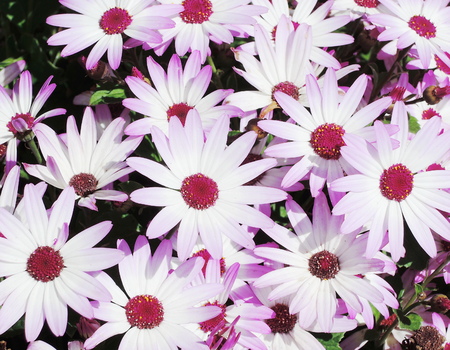 gerbera