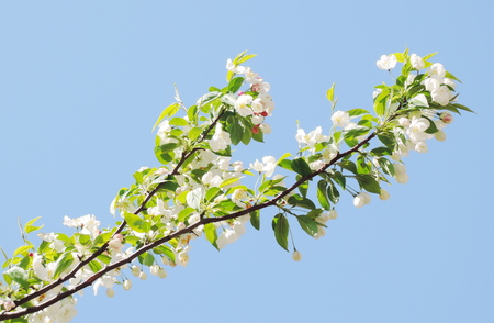 apple blossomの写真素材