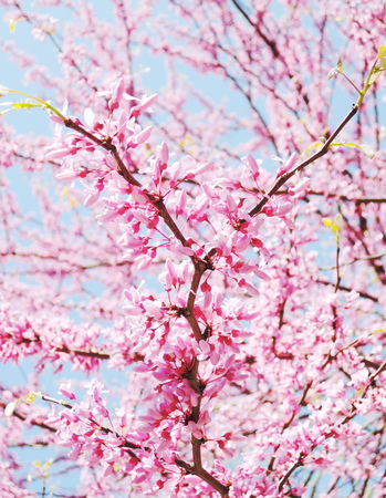Blooming japan cherry tree branchesの写真素材