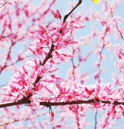 Blooming japan cherry tree branches