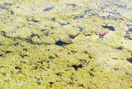 swamp textureの写真素材